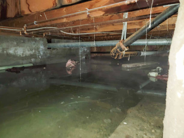 Best Flood damage cleanup  in Estero, FL