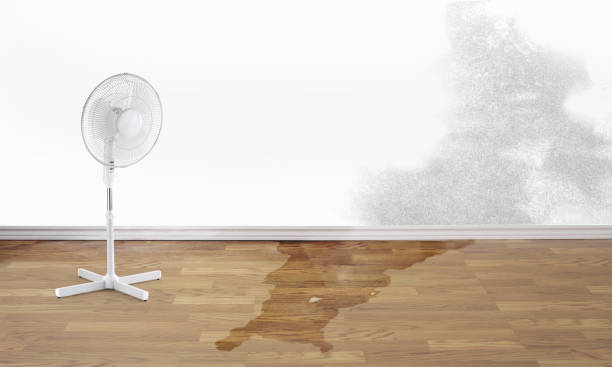 Best Water damage cleanup near me  in Estero, FL
