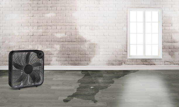 Carpet water damage restoration in Estero, FL
